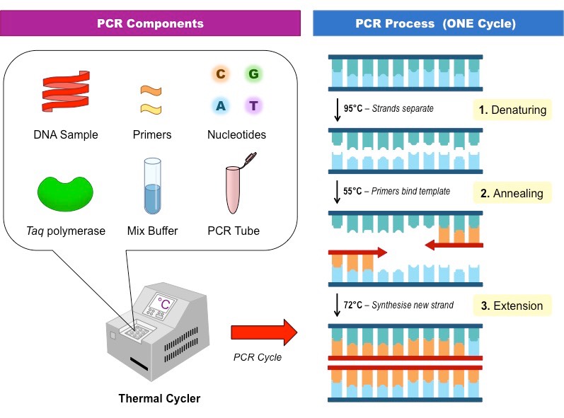 pcr components cme 2011